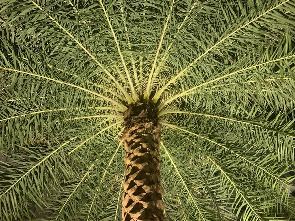 Vzor palmy z dolní strany — Stock fotografie