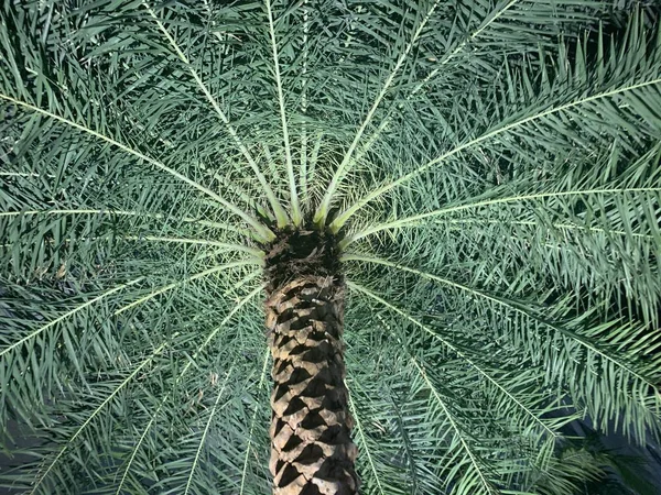 Muster einer Palme von unten — Stockfoto