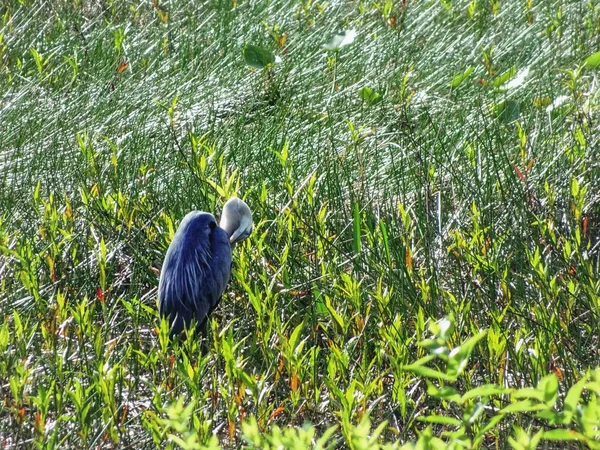 Great Blue Heron - Ardea herodias — Stockfoto