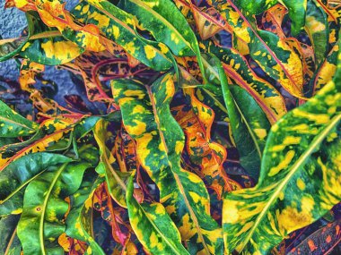 Croton Petra bitkisinin renkli yaprakları