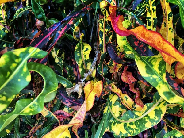 Croton Petra bitkisinin renkli yaprakları