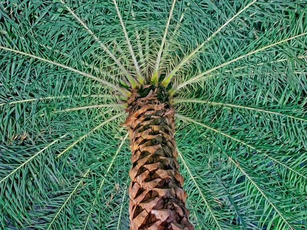 Низкий угол обзора пальмы — стоковое фото