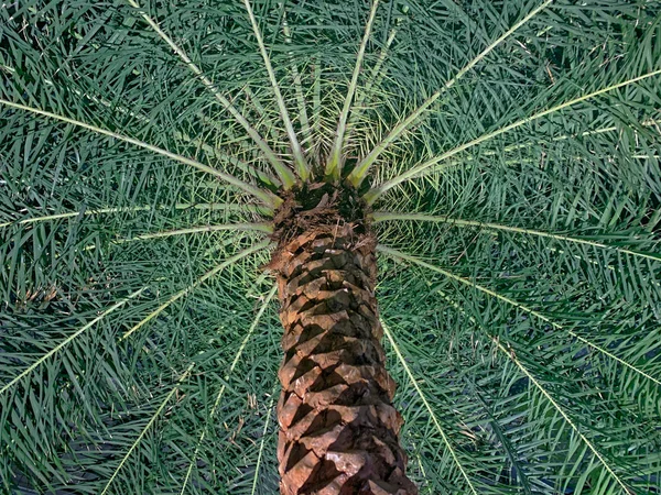Blick auf eine Palme im niedrigen Winkel — Stockfoto