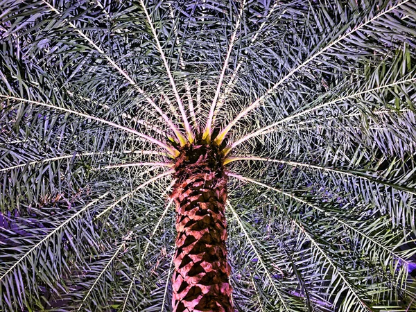 Nízký úhel pohledu palmy — Stock fotografie