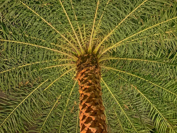 Low angle view of a palm tree — Stock Photo, Image