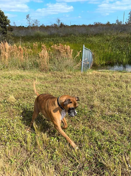 犬はフィールドでフェッチを果たしている — ストック写真