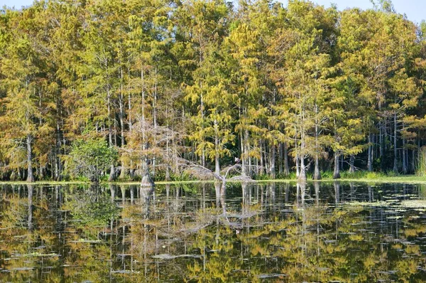 Reflexão de uma cúpula de cipreste no bayou — Fotografia de Stock