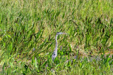 Büyük mavi balıkçıl - Ardea herodias