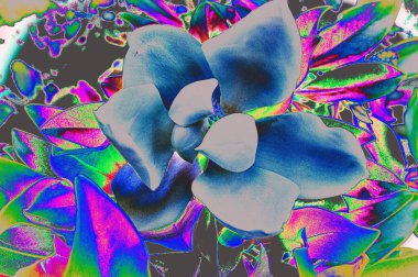 Beyaz Manolya çiçeği