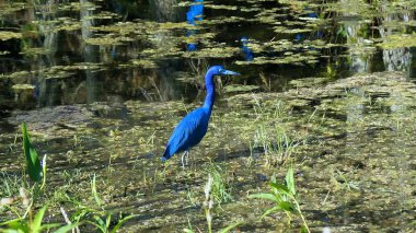 Egretta caerulea - küçük mavi balıkçıl