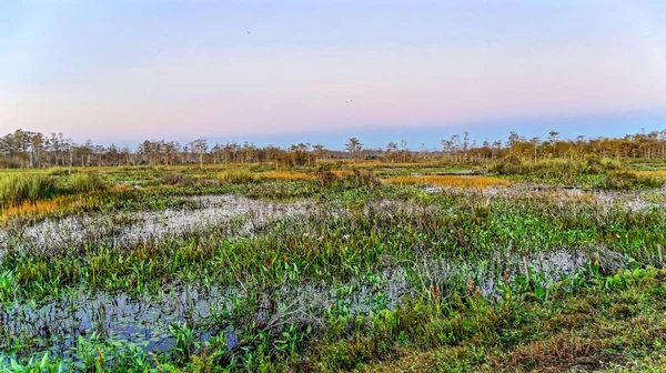 Feuillage d'automne dans un marécage de cyprès — Photo