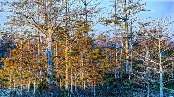 Herbstlaub in einem Zypressensumpf — Stockfoto