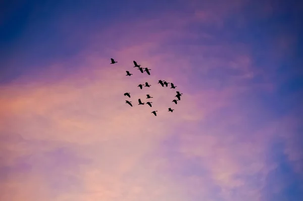 Gün batımında uçan kuş sürüsü — Stok fotoğraf