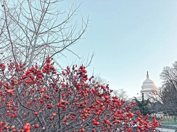 Capitol Hill 'de Noel Festivali — Stok fotoğraf