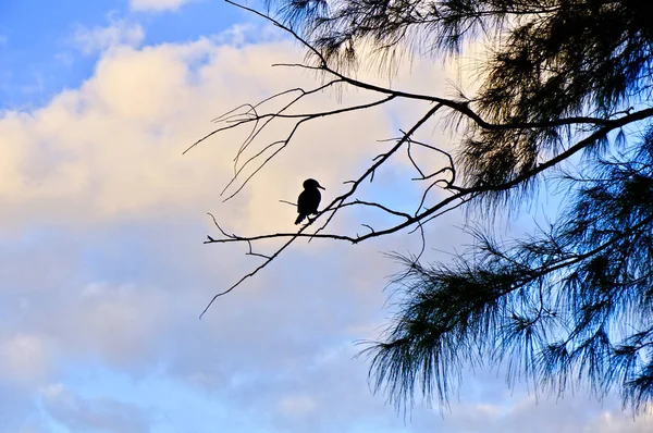 Ptak siedzący na drzewie o zachodzie słońca na bagnach Florydy — Zdjęcie stockowe