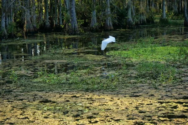 Pájaro volando en el pantano de Louisiana —  Fotos de Stock