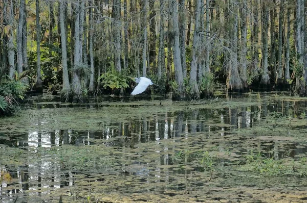 Uccello che vola nella palude della Louisiana — Foto Stock