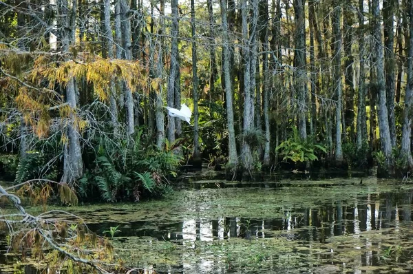 Bird flying in the Louisiana Swamp — Stock Photo, Image