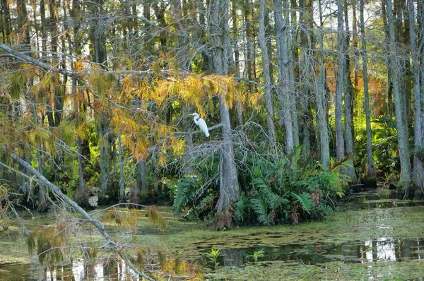 Pássaro voando no pântano da Louisiana — Fotografia de Stock