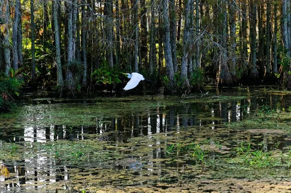 Pássaro voando no pântano da Louisiana — Fotografia de Stock