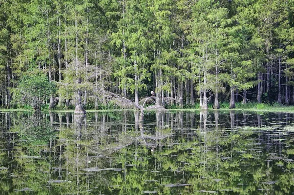 Reflejo de una cúpula de ciprés en el pantano —  Fotos de Stock