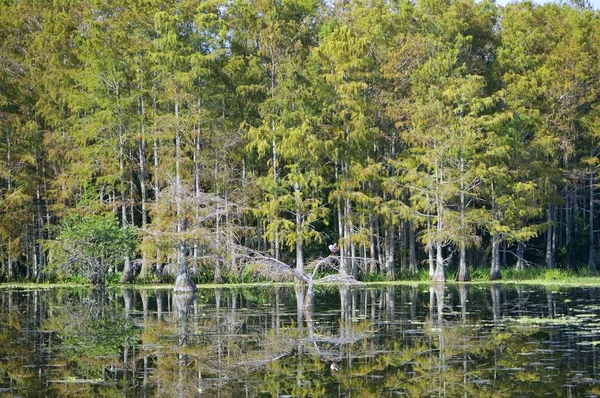 Reflejo de una cúpula de ciprés en el pantano —  Fotos de Stock