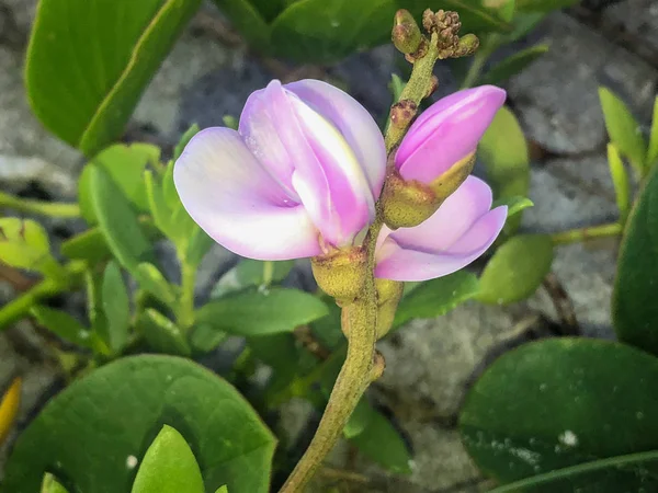 Pourpre fleur de vigne ferroviaire sur les dunes de sable — Photo