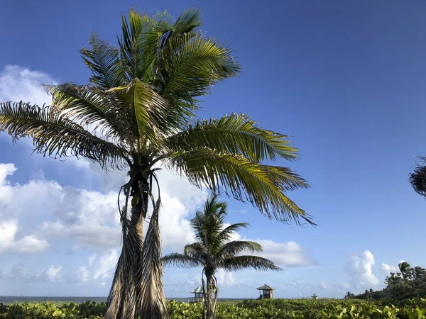フロリダ州デレイビーチ-ビーチシーンとヤシの木 — ストック写真