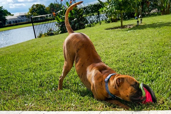 Собака грає з фрібі — стокове фото