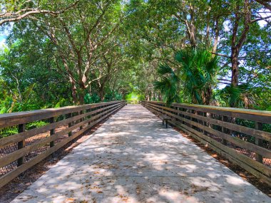 Bataklıktaki ağaç örtüsü.