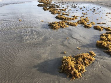 Sahilin kıyısında sığ sular var.