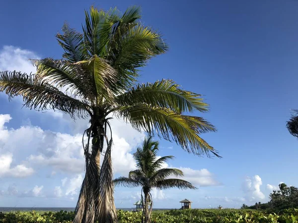 Delray Beach, Florida - plážová scéna a palmy — Stock fotografie