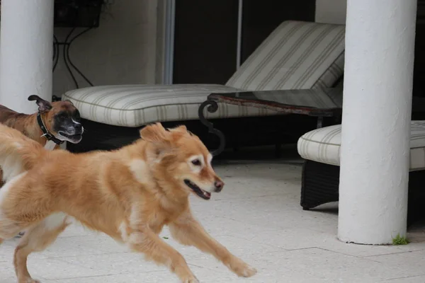 Chien jouant au bord de la piscine — Photo