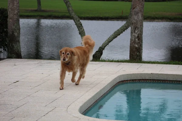 Pes hrající si u bazénu — Stock fotografie