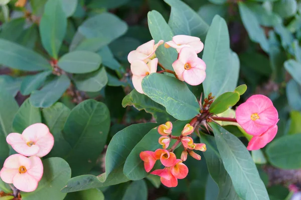 Crown of thorns - Euphorbia milii pink flowers — Stock Photo, Image