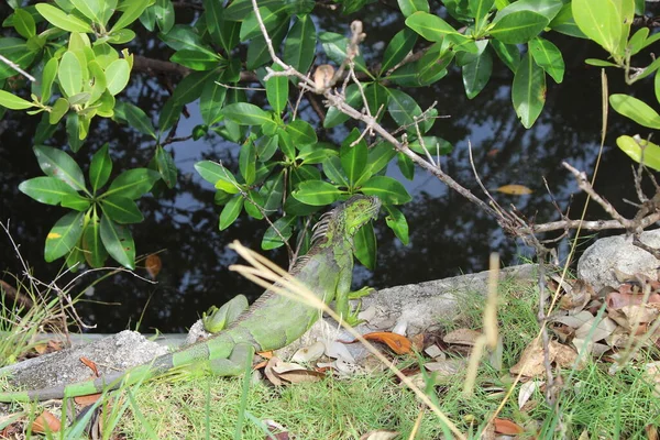 Iguana verde a Miami Beach — Foto Stock
