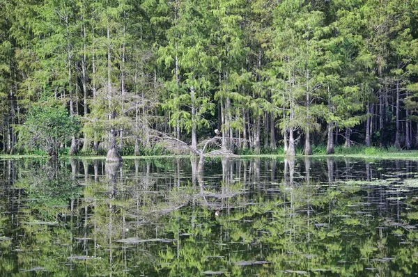 Reflection of a cypress dome in the bayou — Stock Photo, Image