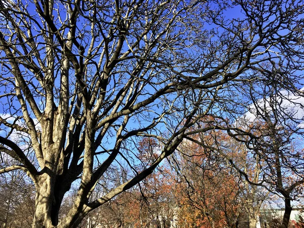 Hojas de otoño en los árboles — Foto de Stock