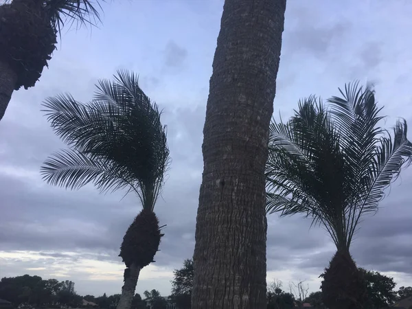 Palmy foukající v bouřkovém větru — Stock fotografie