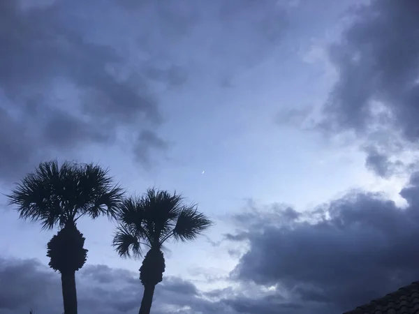 Palmeras soplando en el viento de tormenta — Foto de Stock