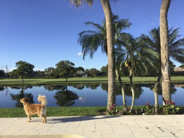 Oturma odasındaki mobilyaların üzerinde uzanan köpek.