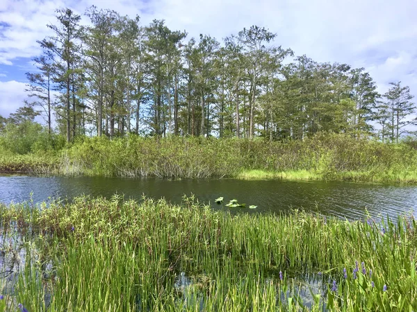 Луизианские болота и реки — стоковое фото