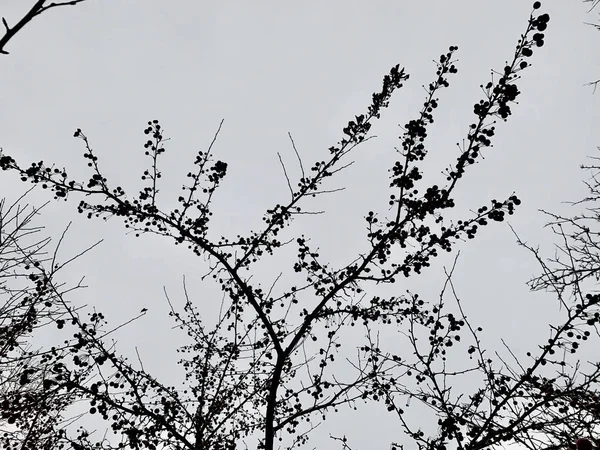 红色的浆果和灰色的冬季天空 — 图库照片