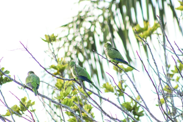 Grüne tropische Vögel in Florida — Stockfoto