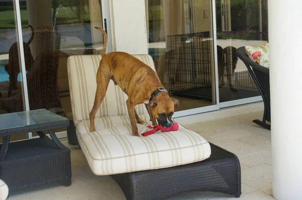 Hund kaut beim Beißen ein Spielzeug — Stockfoto