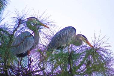 Mavi balıkçıllar ağaçta yuva yapıyor.