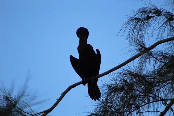 鸟儿栖息在沼泽地的树枝上 — 图库照片