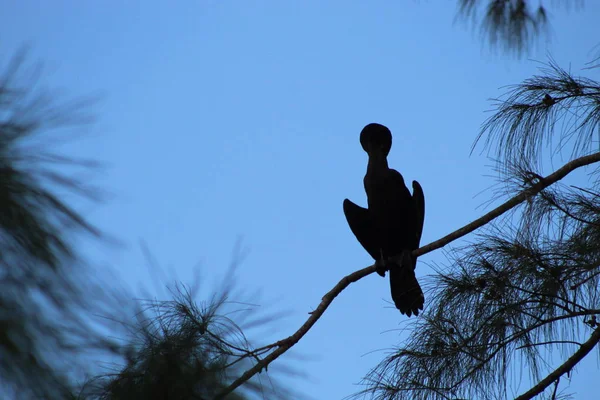 Uccello appollaiato su un ramo in palude — Foto Stock