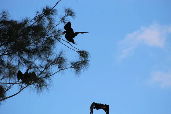 Bird perched on a branch in swamp — 스톡 사진