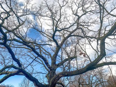 Kışın Wisconsin 'de büyük bir meşe ağacı ve yerde dalları var.